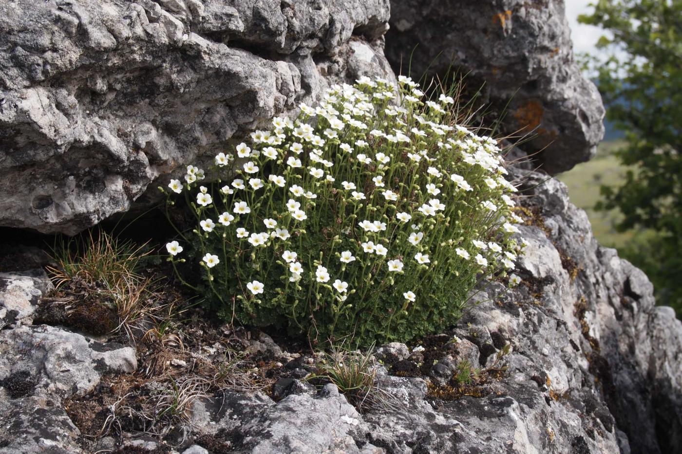 Saxifrage of the Cvennes plant